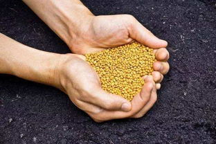 如何科學施肥，有效提升化肥利用率